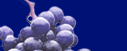 grapes
